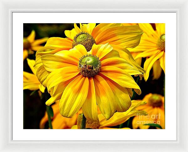 Daisy Bee - Framed Print