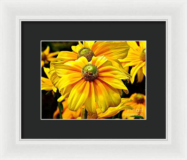 Daisy Bee - Framed Print