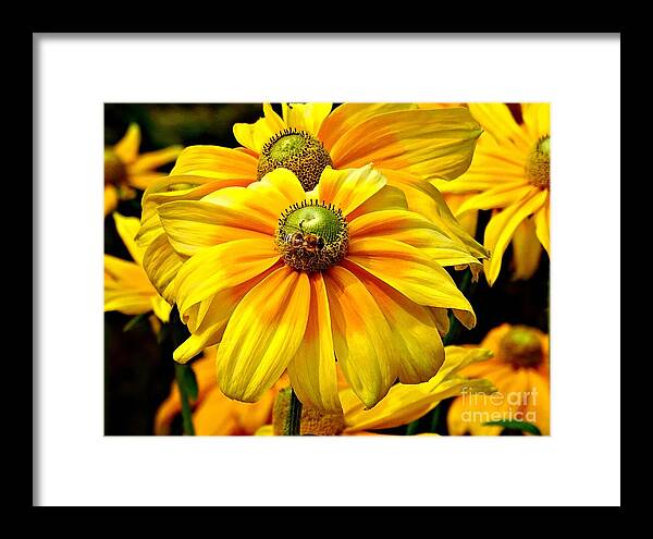 Daisy Bee - Framed Print