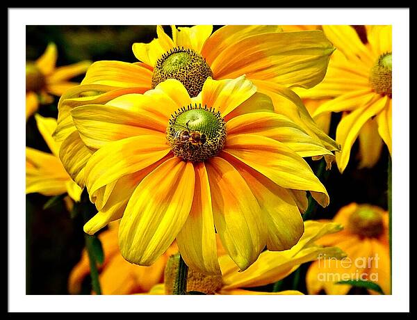 Daisy Bee - Framed Print