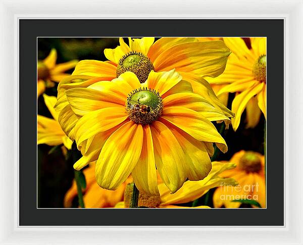 Daisy Bee - Framed Print