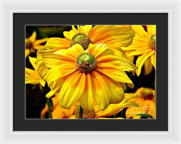 Daisy Bee - Framed Print