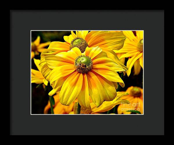 Daisy Bee - Framed Print