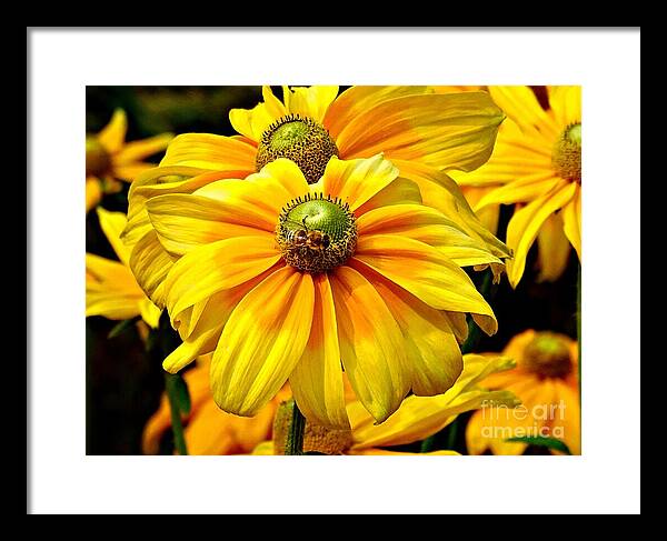 Daisy Bee - Framed Print