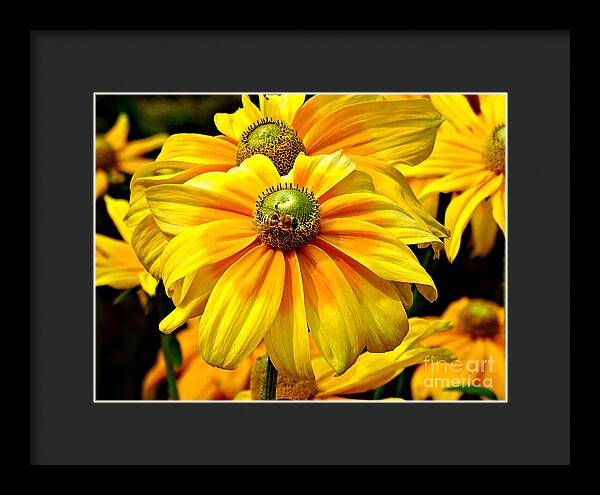 Daisy Bee - Framed Print