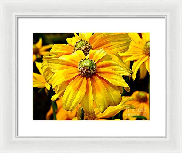 Daisy Bee - Framed Print