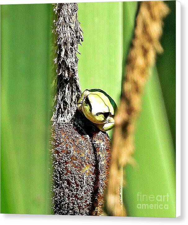 Frog on a Cattail - Canvas Print