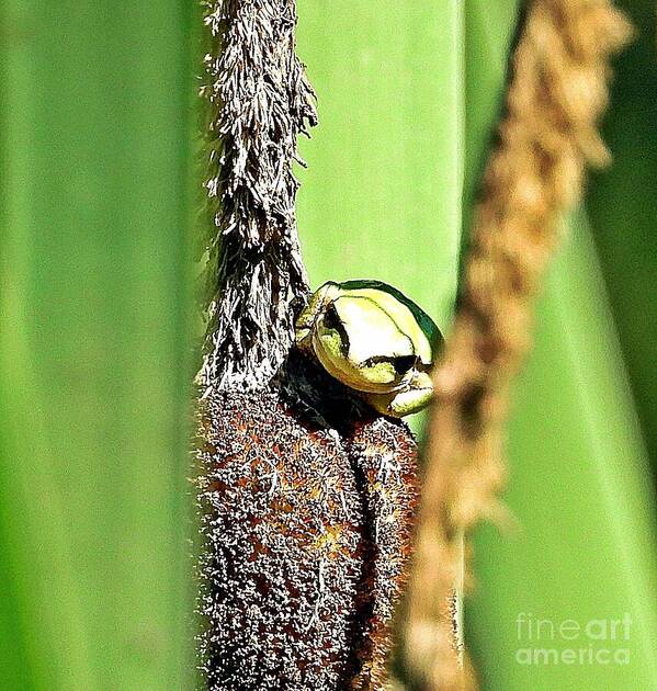 Frog on a Cattail - Art Print