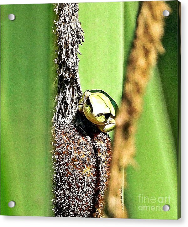 Frog on a Cattail - Acrylic Print