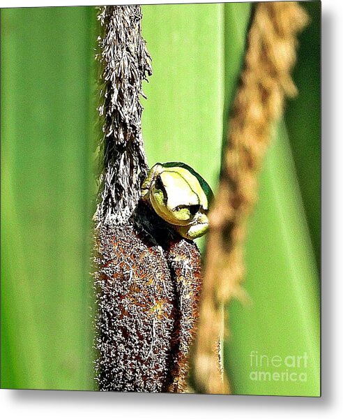 Frog on a Cattail - Metal Print