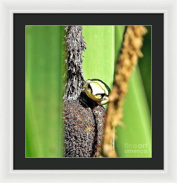 Frog on a Cattail - Framed Print