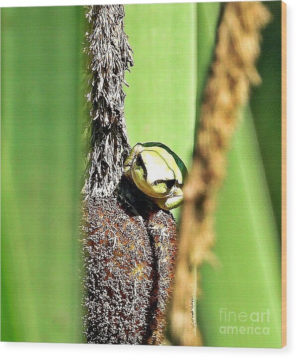 Frog on a Cattail - Wood Print