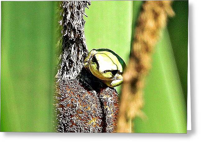 Frog on a Cattail - Greeting Card
