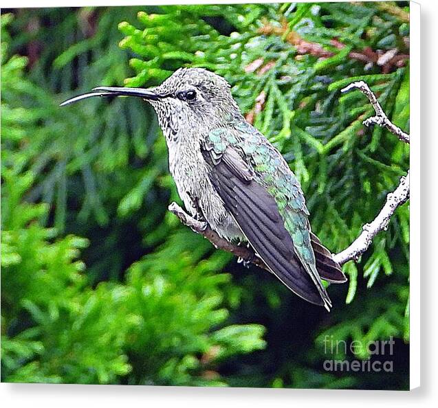 Hummer's Attitude - Canvas Print