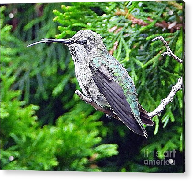 Hummer's Attitude - Acrylic Print