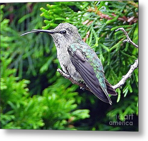 Hummer's Attitude - Metal Print
