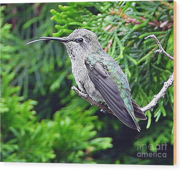 Hummer's Attitude - Wood Print