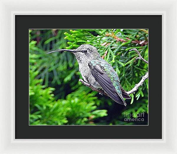 Hummer's Attitude - Framed Print
