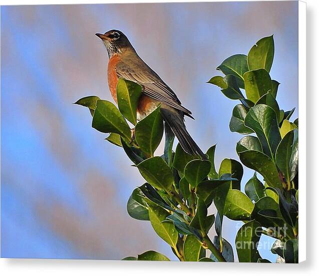 Morning Robin - Canvas Print