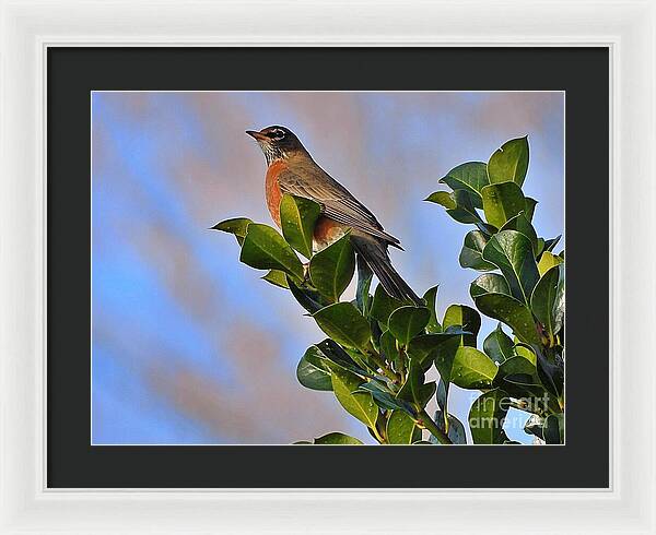 Morning Robin - Framed Print