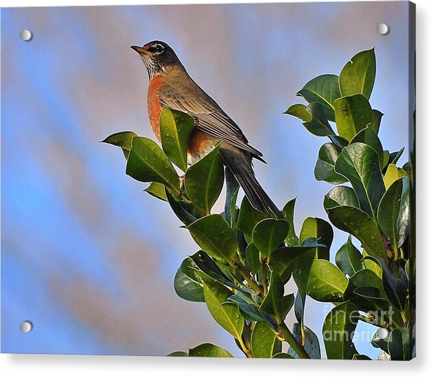 Morning Robin - Acrylic Print