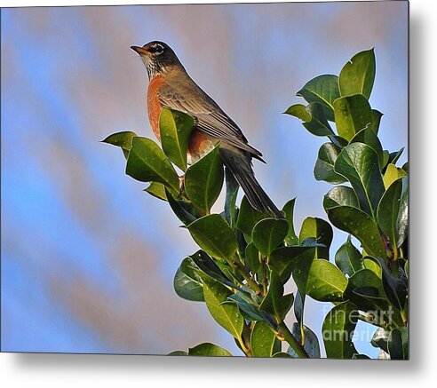 Morning Robin - Metal Print