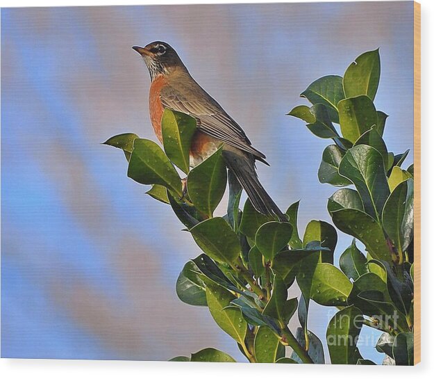 Morning Robin - Wood Print