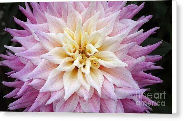 Pink Dahlia - Canvas Print