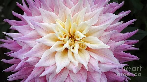Pink Dahlia - Art Print