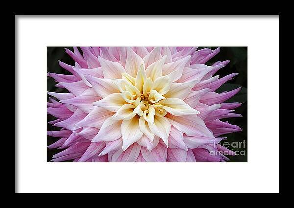 Pink Dahlia - Framed Print