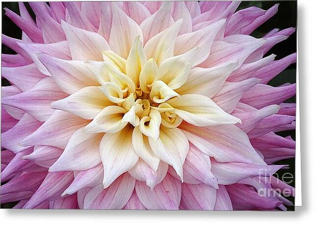 Pink Dahlia - Greeting Card