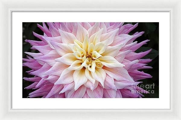 Pink Dahlia - Framed Print