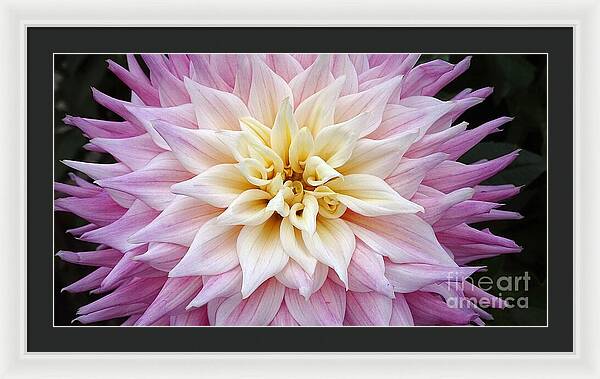 Pink Dahlia - Framed Print