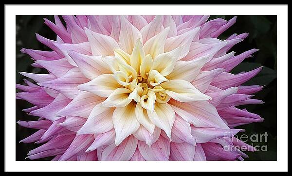 Pink Dahlia - Framed Print