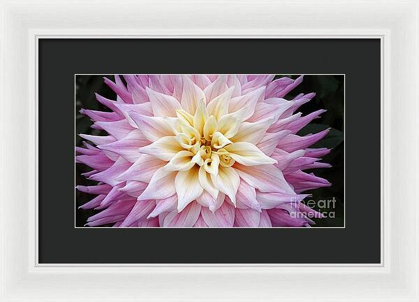 Pink Dahlia - Framed Print