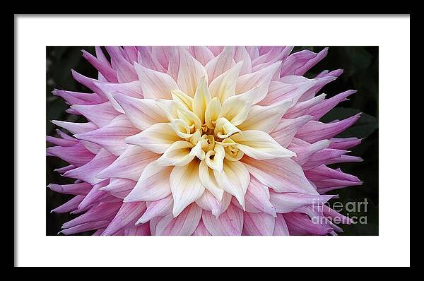 Pink Dahlia - Framed Print