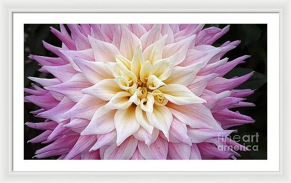 Pink Dahlia - Framed Print