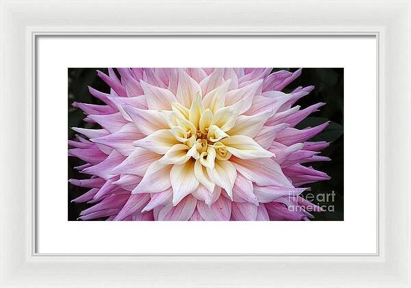 Pink Dahlia - Framed Print