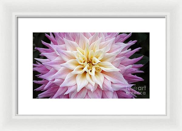 Pink Dahlia - Framed Print