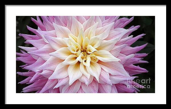 Pink Dahlia - Framed Print
