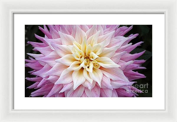 Pink Dahlia - Framed Print