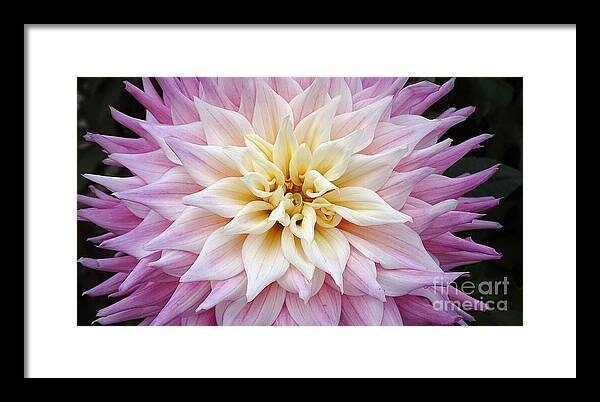 Pink Dahlia - Framed Print
