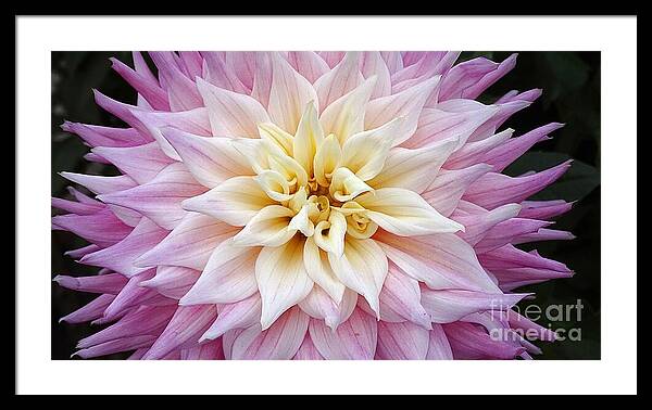 Pink Dahlia - Framed Print