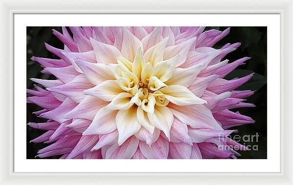 Pink Dahlia - Framed Print