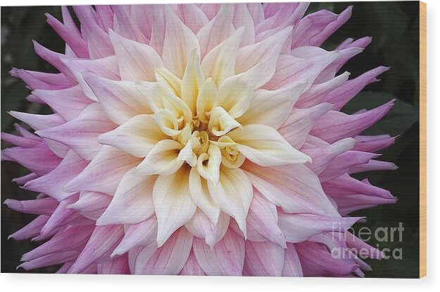 Pink Dahlia - Wood Print