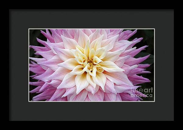 Pink Dahlia - Framed Print
