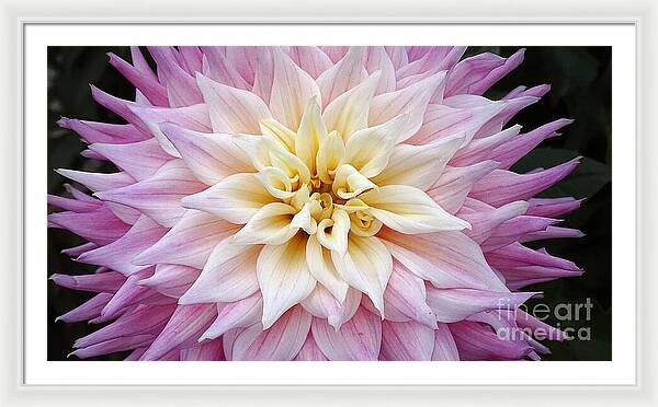 Pink Dahlia - Framed Print