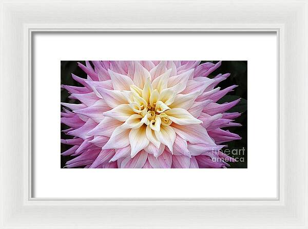 Pink Dahlia - Framed Print