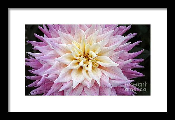 Pink Dahlia - Framed Print