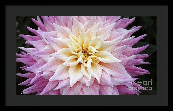 Pink Dahlia - Framed Print